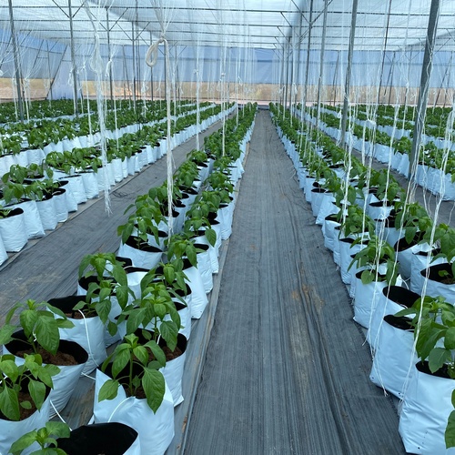 Seed research and development at Orbi Seeds